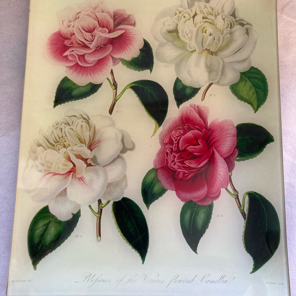 John Derian glass decoupage large tray with Camellias